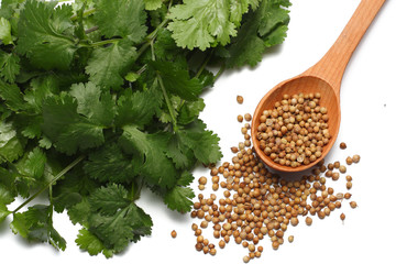 coriander leaves and seeds isolated on white background top view