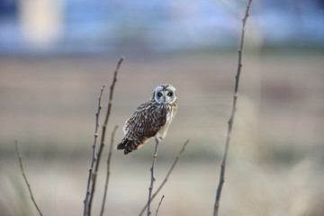 Short-eared Owl (Asio flammeus) in Japan
