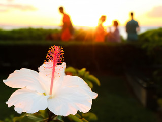 White Hibiscus Flower Glows in Sunset Light as Blurred People Walk By in Background