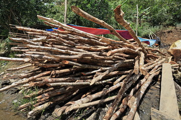 Fresh-cut logs in open air drying naturally. Bocos barangay-Banaue-Ifugao-Philippines. 0081