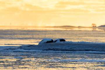 Golden light before sunset on icy Baltic sea in Helsinki, Finland at the beginning of January 2017.
