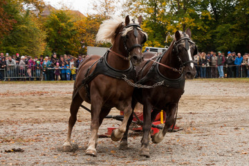 Kaltblutpferde auf den Kaltblutpferdemarkt Laupheim