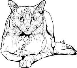 Cat portrait black and white.