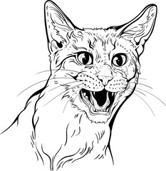 Cat portrait black and white.