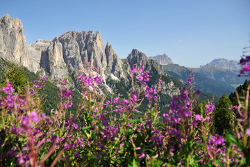 Fiori e Dolomiti