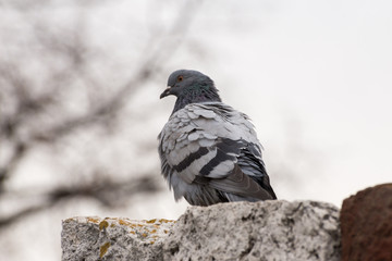 Rock dove