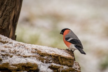  Eurasian Bullfinch (Pyrrhula pyrrhula)