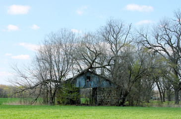 Naklejka na ściany i meble Abandoned Barn in Early Spring Grown Over With Trees