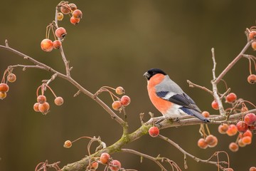  Eurasian Bullfinch (Pyrrhula pyrrhula)