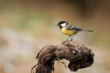 Great Tit (Parus major)