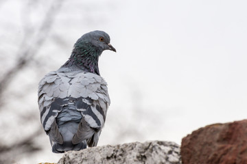 Rock dove