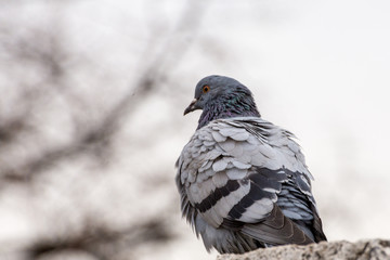 City pigeon