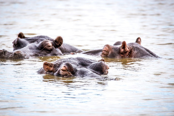 Fototapeta premium Löwe Baby auf Safari in Südafrika, Krüger Nationalpark
