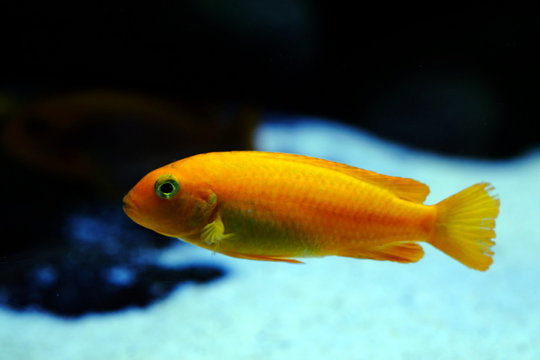 Malawi fish cichlid