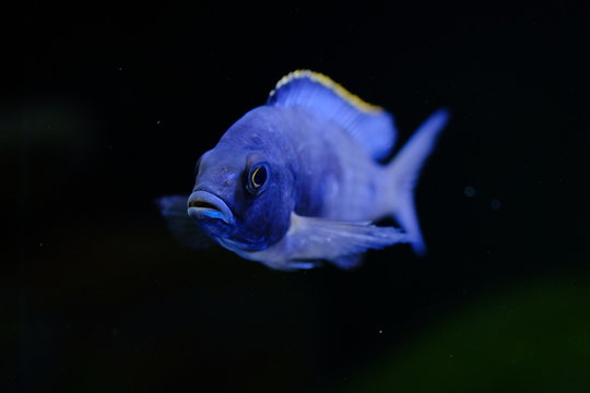 Malawi fish cichlid
