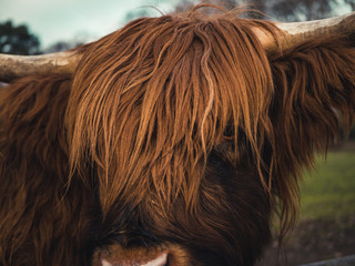 Closeup of schottish highland cattle