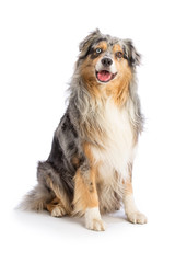 Australian shepherd blue merle is sitting