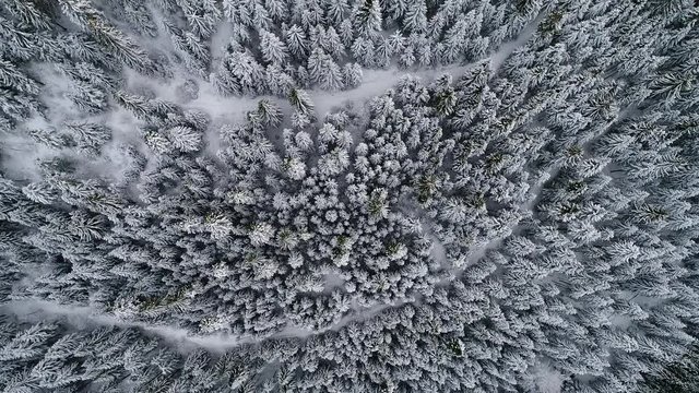 Flying over winter forest trees sunny weather top view 4k. Aerial flight above snow cover wild woods with sun light shining beams,  bird eye perspective