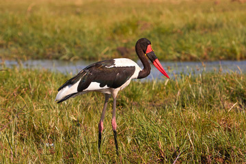 Saddle billed stork