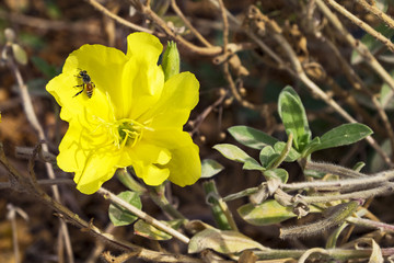 yellow evening primrose