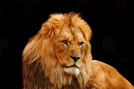 der L&ouml;we