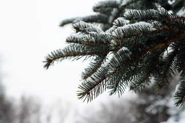 Fir tree needles with thick snow