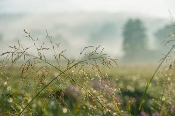 Obraz premium meadow grass and dew. Amazing landscape of the morning mist in the countryside.