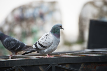 Rock dove
