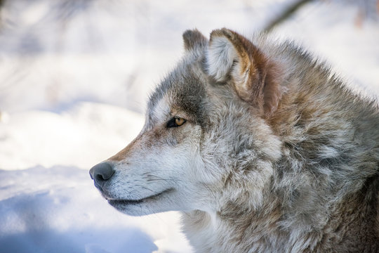 Side Picture Of Gray Wolf