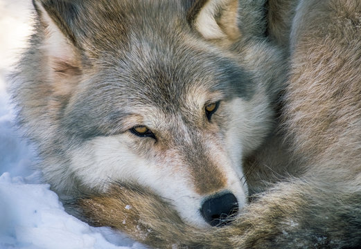 Gray Wolf At Rest
