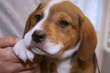ADORABLE HOUND DOG