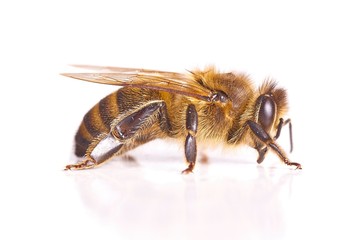 Bee on white background