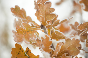 Frozen oak leaves