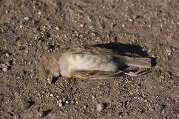 Dead bird. Road wars - death of a Sparrow. The killing of a bird. Death from the car.