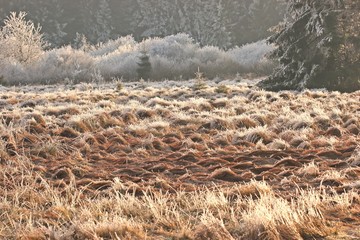 Das Moor auf dem Hohen Meißner mit Raureif
