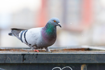 City pigeon on the metal platform