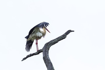 White Stork in Kruger National park, South Africa