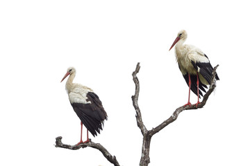White Stork in Kruger National park, South Africa