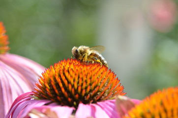 Biene auf Echinacea Blüte
