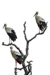 White Stork in Kruger National park, South Africa