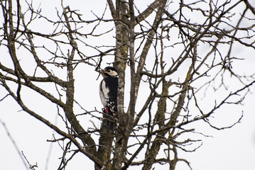 Woodpeckers are part of the family Picidae, a group of near-passerine birds that also consist of piculets, wrynecks, and sapsuckers. 