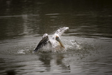 Fototapeta premium le bain du pélican 