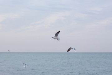 Fototapeta na wymiar Hungry seagulls diving into the sea for fish