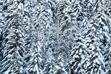 Fantastic winter forest covered with snow