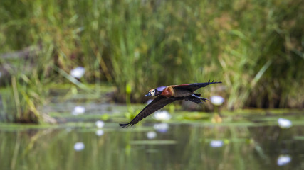 White faced Whistling-Duck in Mapungubwe National park, South Africa