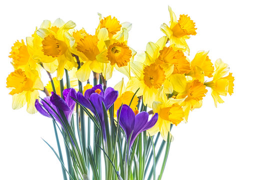 Spring bouquet of daffodils and crocuses on a white background