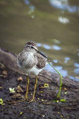 Wood Sandpiper in Mapungubwe National park, South Africa