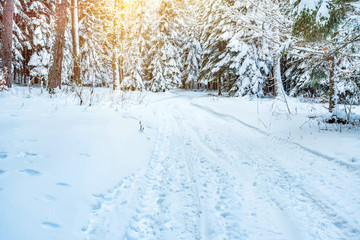 Road through winter mountain forest