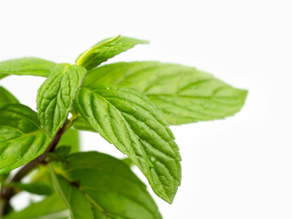 isolated fresh mint leaves and water droplets