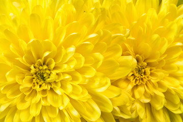 Yellow Chrysanthemum Flowers